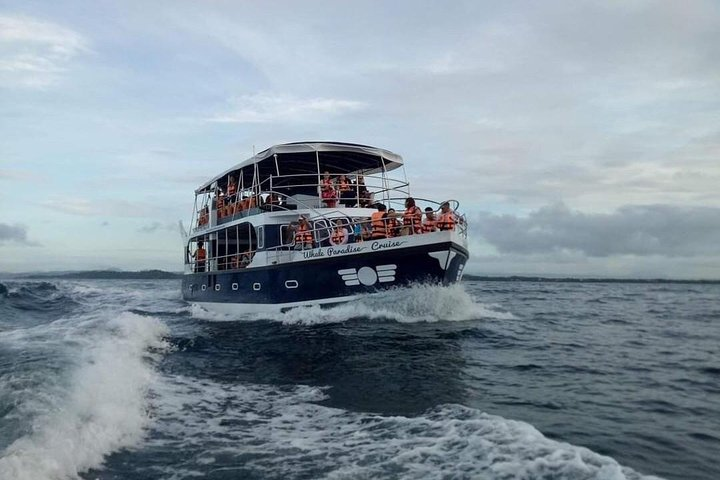 Whale Watching Experience in Mirissa - Photo 1 of 5